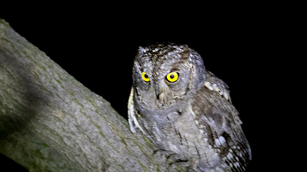 Eurasian Scops-Owl